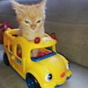 Cat in a Car Discord Server Icon