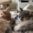Tax-Evading Loafs
