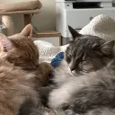Loafs