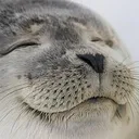 Stretched Seal's Lair