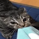 Anteiku Discord Server Icon