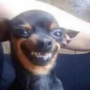 The Meme Dawg's Pack