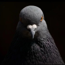 Helldivers 2 services