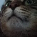 Celestes Stream Server