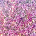 𝐿𝓊𝓃𝒶𝒩𝑜𝓋𝒶 discord icon