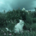 the moon’s lament