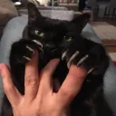 Murder Mittens