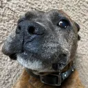 zeebeethedog's server