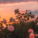 𝐄𝐥𝐲𝐬𝐢𝐮𝐦
