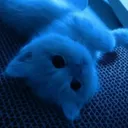 Meeeow Army