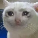 Cat's Cry Corner