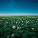 Infinite Clover Field