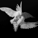 Dove's Sanctuary