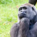 Gorilla Army | Alt