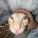 Cat Compendium Support Server's icon