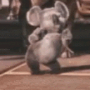 Koala's