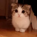 KOTIKO