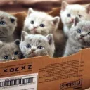 Kittens Nest
