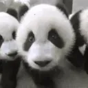 Grupa wsparcia Pand 🐼