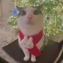 minecraft and cats