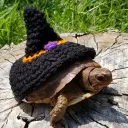 Spooky Turtle Domain