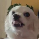 The Simii Shack