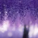 WISTERIA HIGH: REBORN