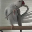 server profile pic