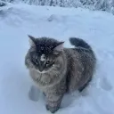 [NITRO ❄] .gg/zhub's icon