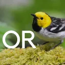 Oregon Birding