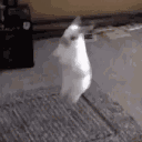 bunnies! 🤍