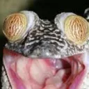 Scary Gecks