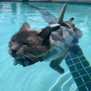 ☆ shark kitty 🦈
