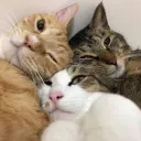 ❗ Cat Store ☆
