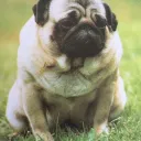 roonie TTV