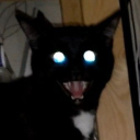 Rise of the Undead Felines《RP》HIATUS