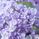 𝕃𝕚𝕝𝕒𝕔 𝕄𝕖𝕒𝕕𝕠𝕨𝕤