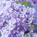 𝕃𝕚𝕝𝕒𝕔 𝕄𝕖𝕒𝕕𝕠𝕨𝕤 Discord Server Icon