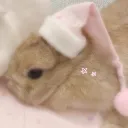 Bunnies^^
