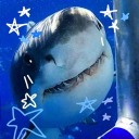 ˖*°࿐ THE SHARKS COVE