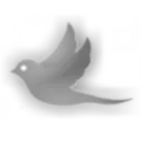 V̷el̷o̷ra̷🪽