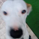 K9