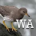 Washington Birding
