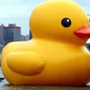 DUCKY CLAN