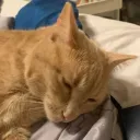 the furry clan's icon