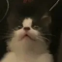 what the tuna! discord icon