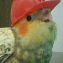Avali Appreciation Club Discord Server Icon