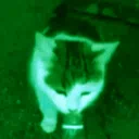 Spooktacularly Silly Squad