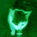 Blooming Silly Gang🍓