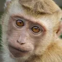 monkey's server Discord server icon
